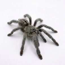 Psalmopoeus cambridgei