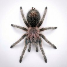Grammostola porteri