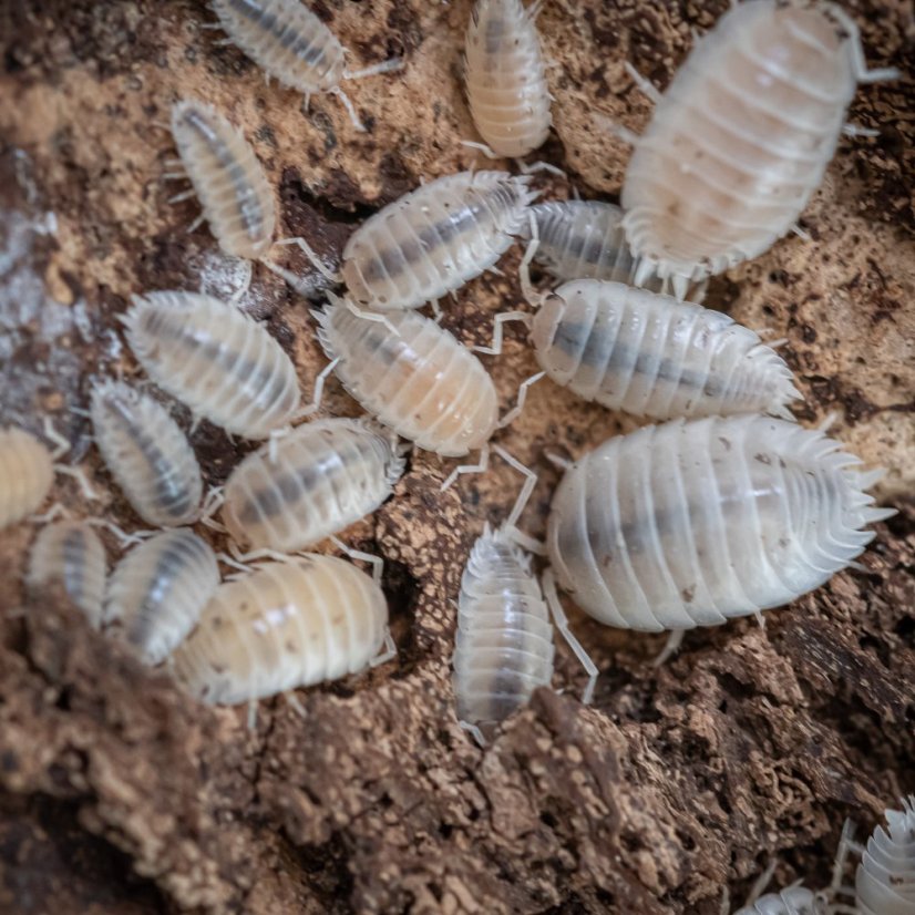 Porcellio laevis - White