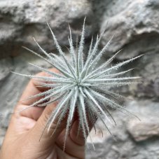 Tillandsia tectorum