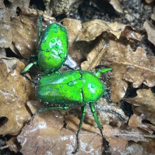 Dicronorhina micans