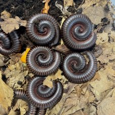 Archispirostreptus gigas