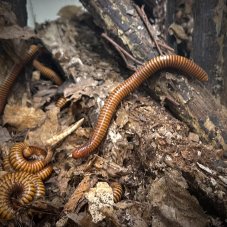 Orthoporus ornatus - Orange