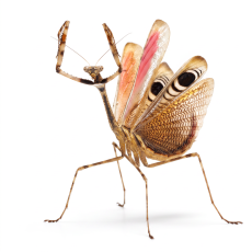Pseudempusa pinnapavonis