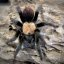 Brachypelma albiceps