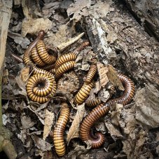 Orthoporus ornatus - Orange