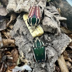 Mecynorhina torquata ugandensis - Green/Brown
