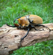 Megasoma elephas