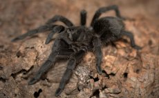 Grammostola pulchra