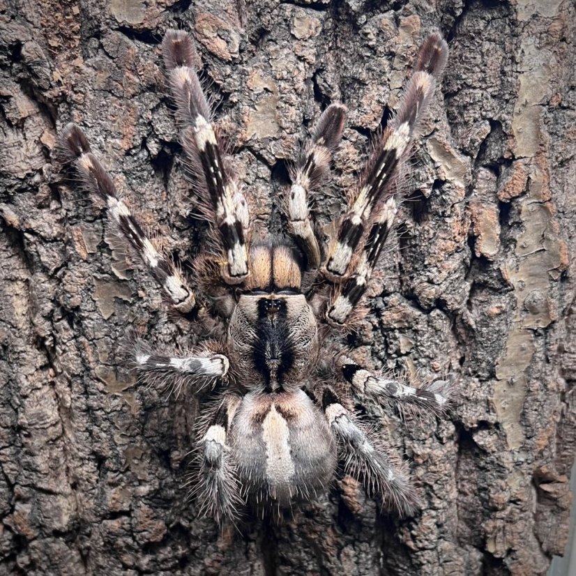 Poecilotheria regalis