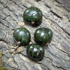 Zoosphaerium neptunus