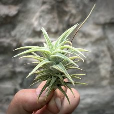 Tillandsia ionantha vanhyningii