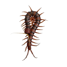 Scolopendra sp. White beard