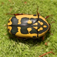 Pachnoda aemula