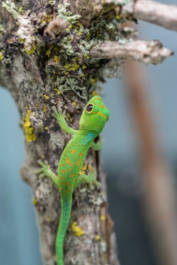 Phelsuma pasteuri