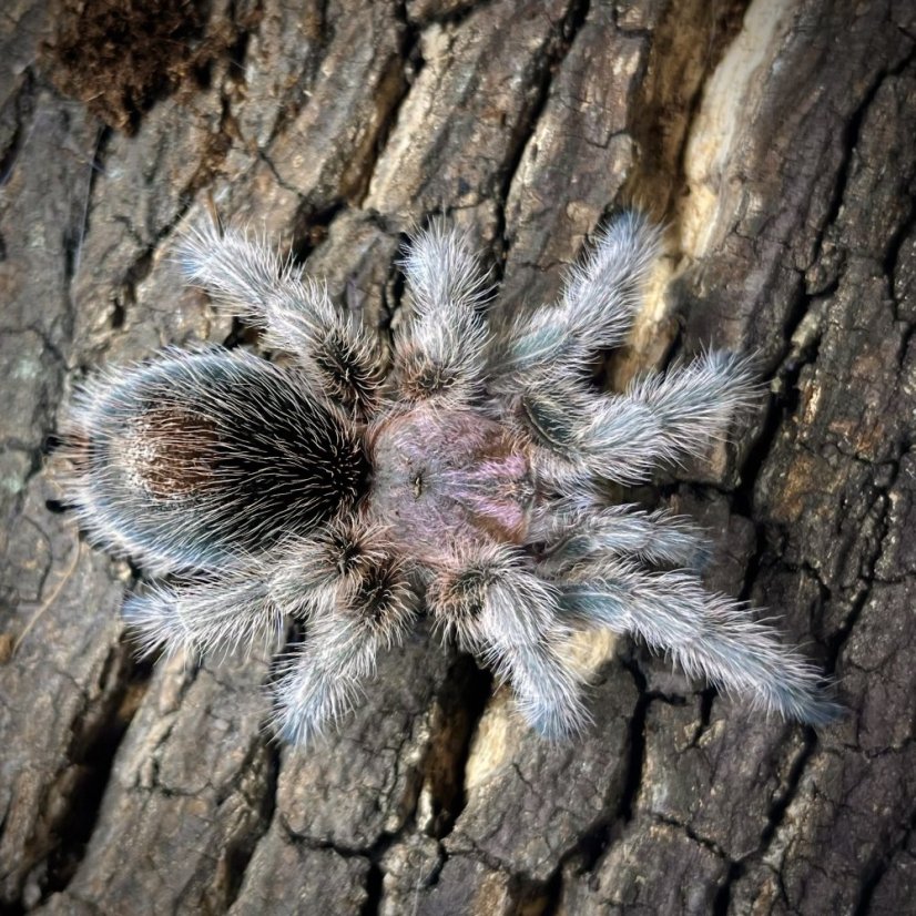 Grammostola porteri