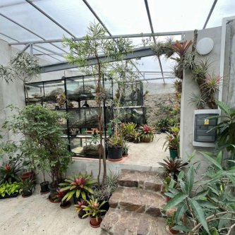 Terarijní rostliny z našeho skleníku