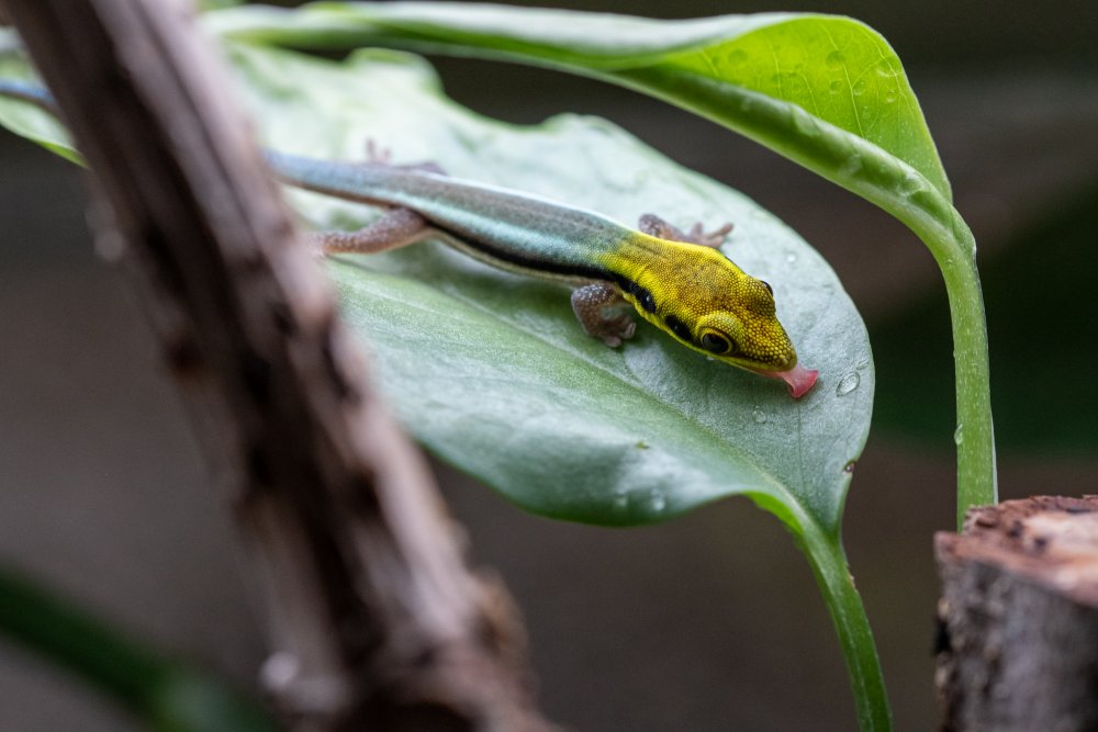 Phelsuma klemmeri