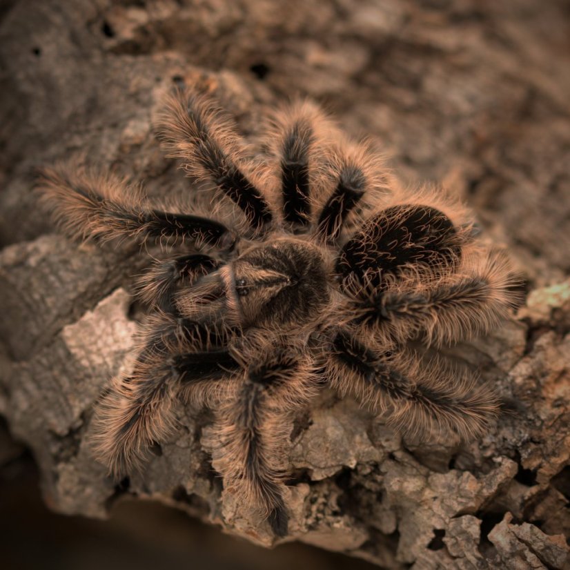Tliltocatl albopilosus - Nicaragua