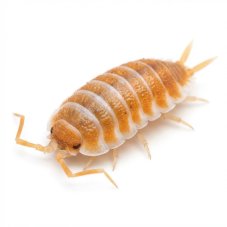 Porcellio hoffmanseggi Orange