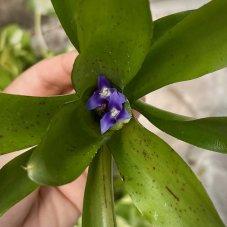 Neoregelia Narziss