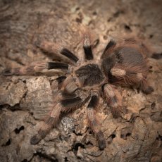 Nhandu coloratovillosus