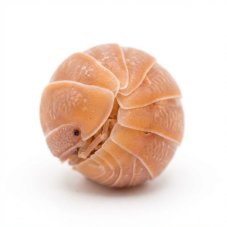 Armadillo officinalis Orange