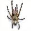 Poecilotheria ornata