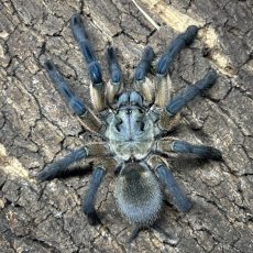 Monocentropus balfouri