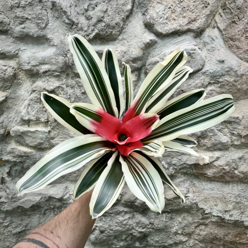 Neoregelia - Madame Van Durme