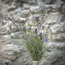 Tillandsia mallemontii