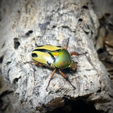 Eudicella trilineata interruptefasciata