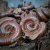 Ophistreptus guineensis