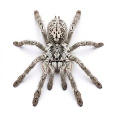Heteroscodra maculata