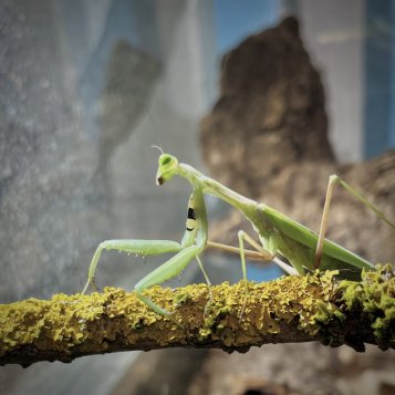 Praying Mantis Molting: How to Spot the Signs and Prevent Problems