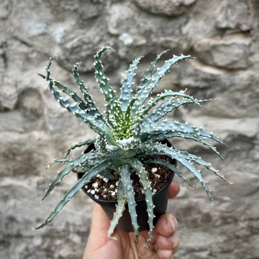 Aloe humilis