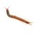 Scolopendra morsitans "Red Head"