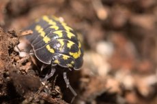 Armadillidium gestroi