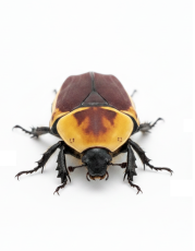 Pachnoda marginata peregrina - Aberrant