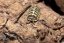 Armadillidium maculatum - Yellow zebra