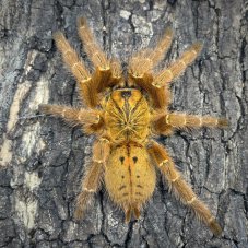 Pterinochilus murinus RCF