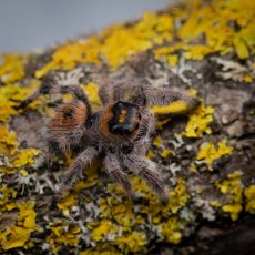 Phidippus regius Everglades