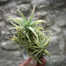 Tillandsia ionantha vanhyningii
