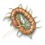 Scolopendra sp. Mint legs