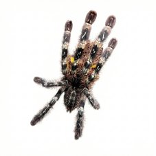 Poecilotheria striata