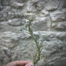 Tillandsia macbrideana
