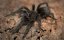 Grammostola pulchra