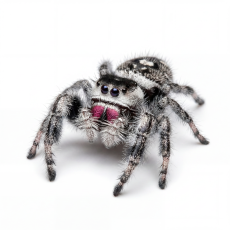 Phidippus regius Bahama