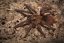 Phormictopus auratus