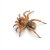 Luthela sp.